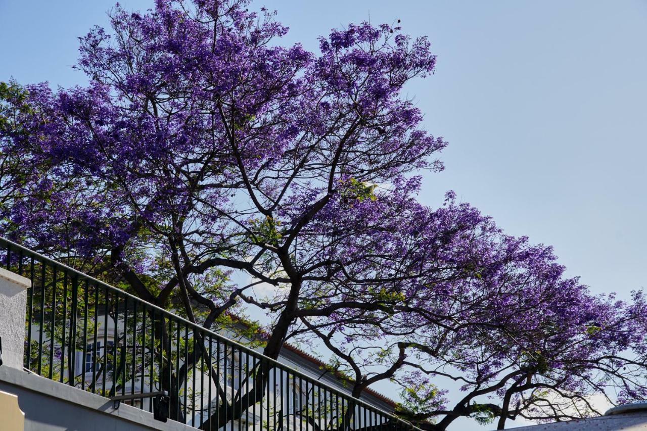 Pimenta Funchal Downtown Apartamento Exterior foto